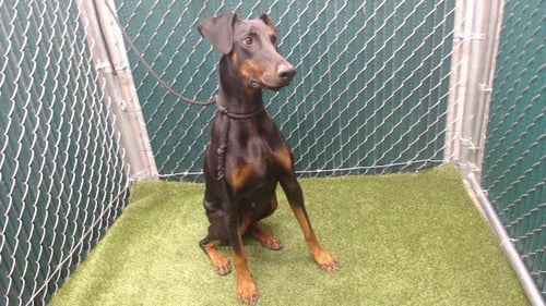 SELINA - Doberman Pinscher available for adoption