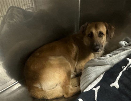 TROY - German Shepherd Dog available for adoption