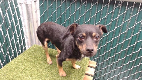 WHISKEY - Chihuahua available for adoption