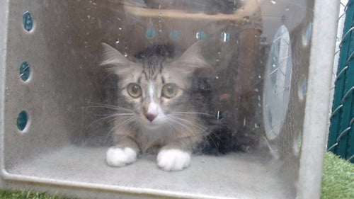 ANGEL - Domestic Long Hair available for adoption