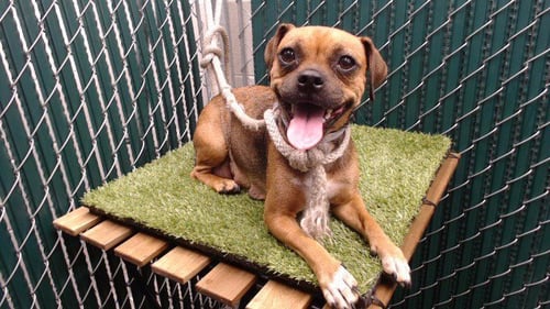 A5804585 - Pug available for adoption