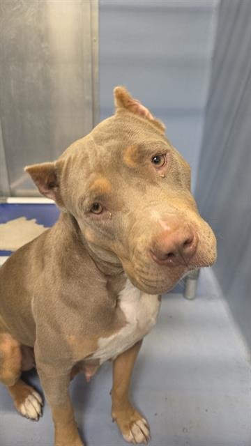 MAGGIE - Pit Bull Terrier available for adoption