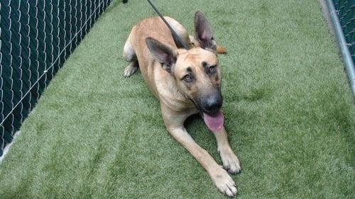 DOTTY - German Shepherd Dog available for adoption