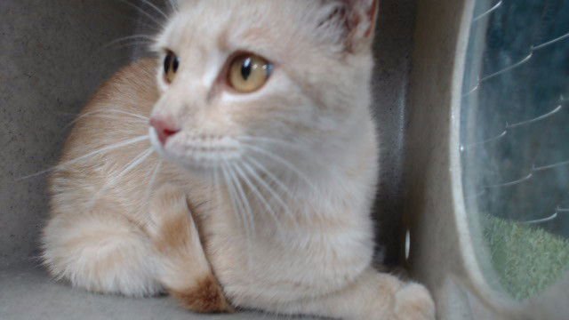 NENA - Domestic Short Hair available for adoption