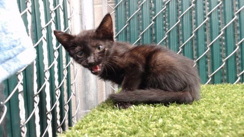 YOLO - Domestic Short Hair available for adoption