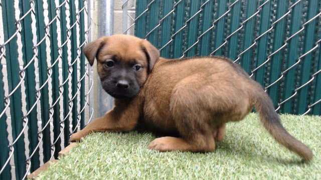 CUPID - Rottweiler available for adoption