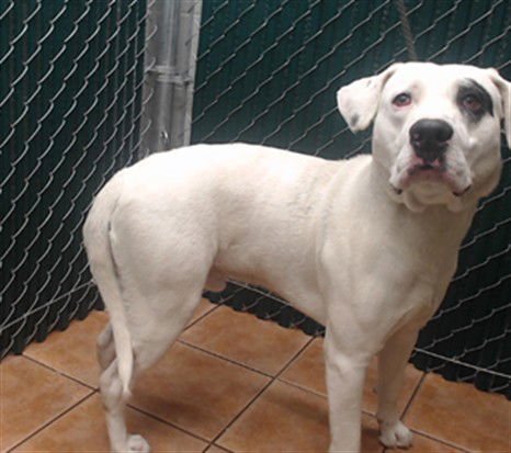 SPOTTINGTON - Pit Bull Terrier available for adoption