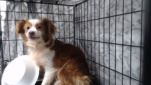 CHELSEY - Terrier available for adoption
