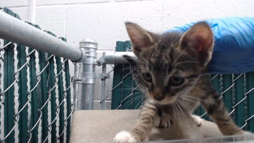 MINGUS - Domestic Short Hair available for adoption