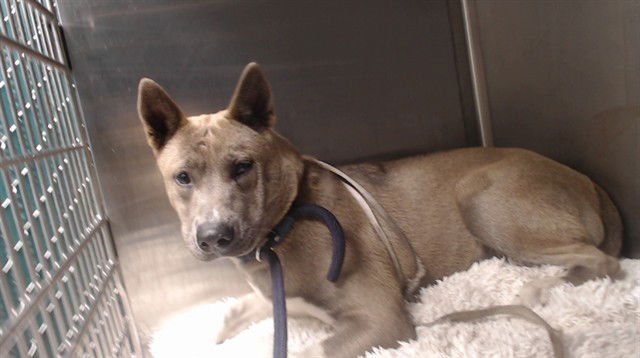 HATCHY - Siberian Husky available for adoption