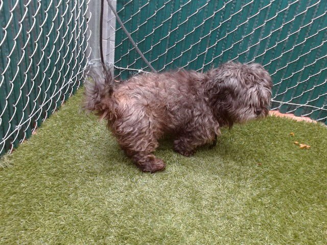 BOOGIE - Poodle (Miniature) available for adoption