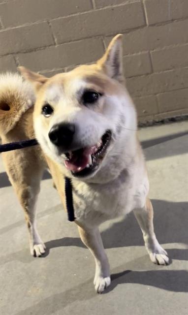 JOSE - Shiba Inu available for adoption