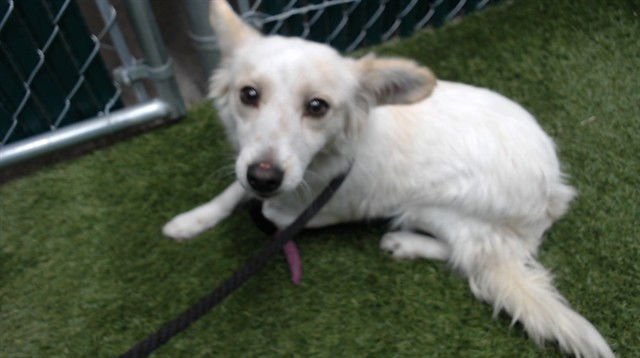 A5751007 - Terrier available for adoption