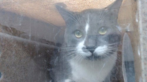 SHARKY - Domestic Short Hair available for adoption