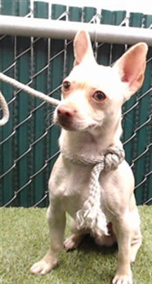 DANE - Chihuahua available for adoption