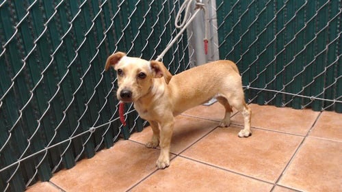 COOKIE - Terrier available for adoption
