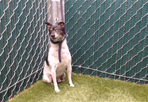 MOO - Chihuahua available for adoption