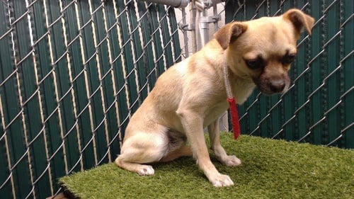 HONEYBUN - Chihuahua available for adoption