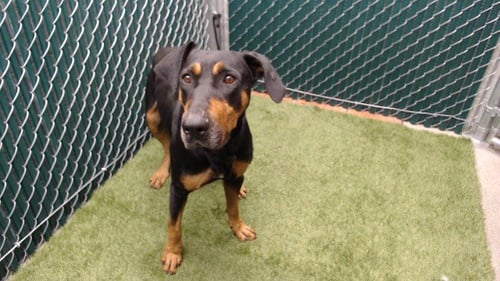 BENTLEY - Doberman Pinscher / Rottweiler available for adoption