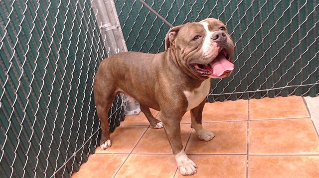 GRADY - Bulldog available for adoption
