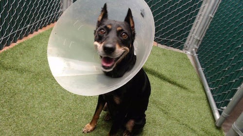 CHICA - Miniature Pinscher available for adoption