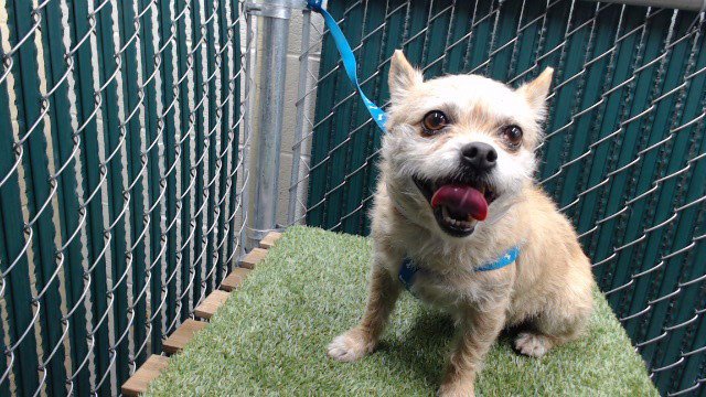 BUDDY - Chihuahua available for adoption