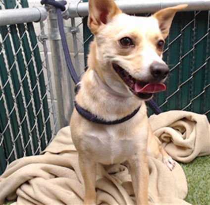 ROBERTA - Chihuahua available for adoption