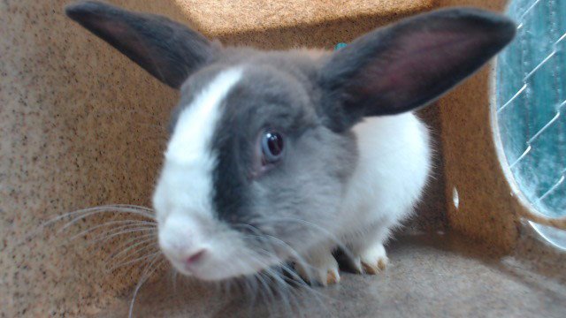 BUGSY Image