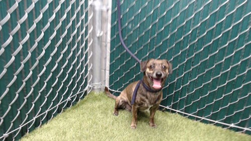 BRUNO - Chihuahua / Terrier available for adoption
