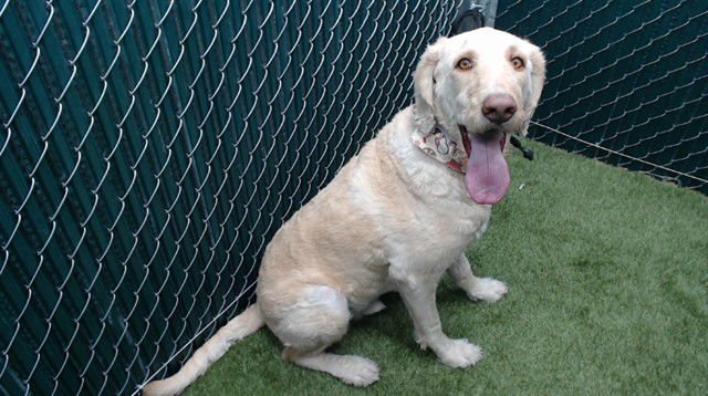 MANGO - Labrador Retriever / Poodle (Standard) available for adoption