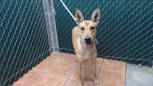 FALINE - German Shepherd Dog available for adoption