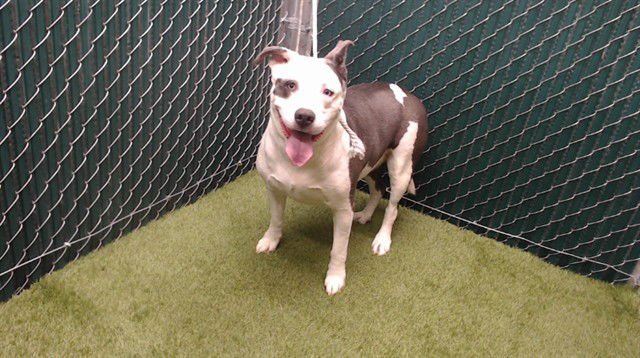 ANGELICA - Pit Bull Terrier available for adoption