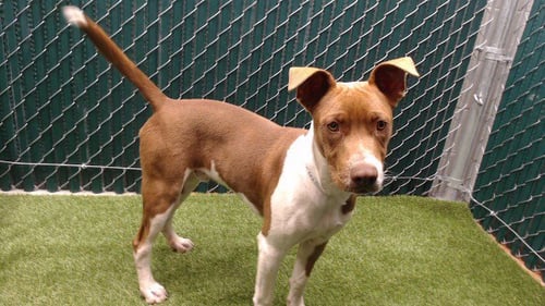 BEN - Pit Bull Terrier available for adoption