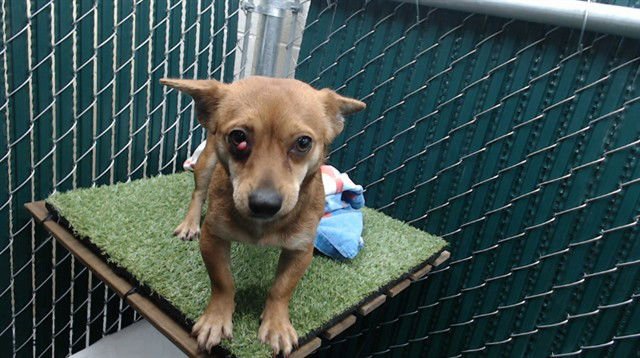 MONICA - Chihuahua available for adoption