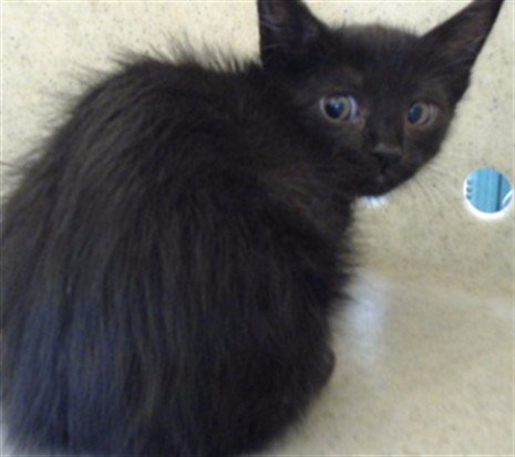 FRANNY - Domestic Short Hair available for adoption