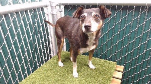 LUNA - Chihuahua available for adoption