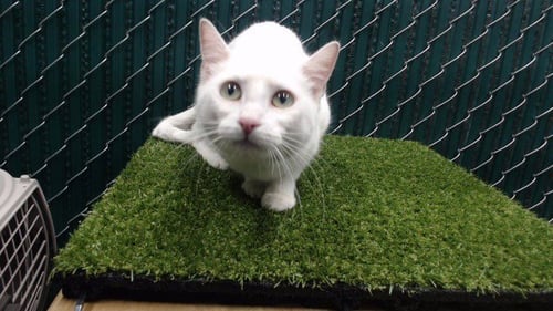 BUNNY - American Shorthair available for adoption