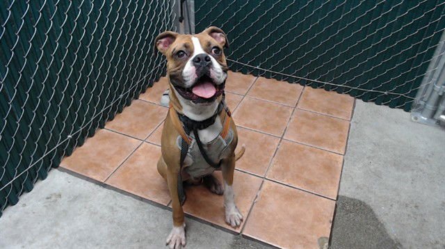 BUCK - Boxer available for adoption