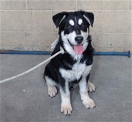 JORGE - German Shepherd Dog / Siberian Husky available for adoption