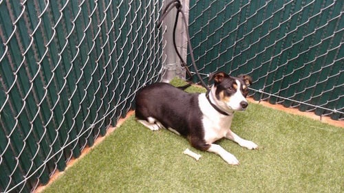 THERESA - Pit Bull Terrier available for adoption