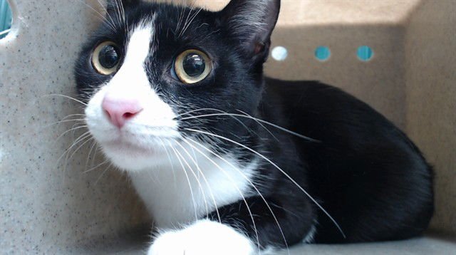 COOKIE - Domestic Short Hair available for adoption