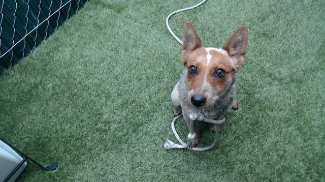 CALI - Australian Shepherd available for adoption