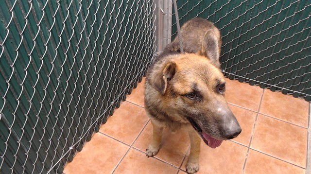 MAX - German Shepherd Dog available for adoption