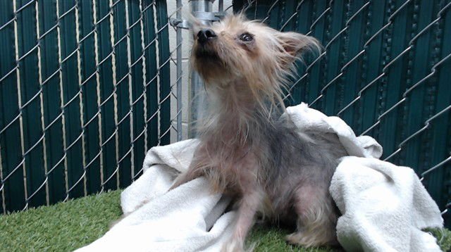 BABY - Terrier available for adoption