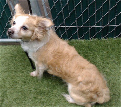 MUSHU - Chihuahua available for adoption