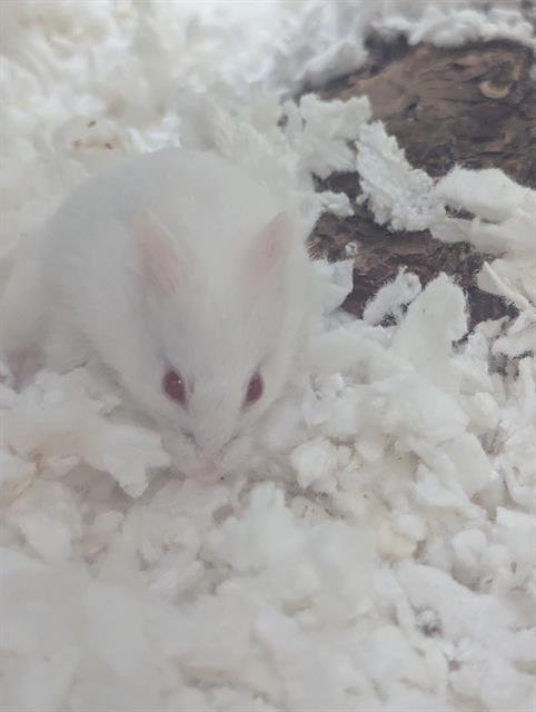 TAMMY - Hamster available for adoption