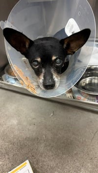 PEANUT - Photo 1