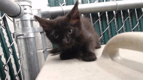 A5802229 - Domestic Short Hair available for adoption