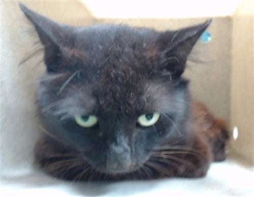TIM-LOVE - Domestic Medium Hair available for adoption