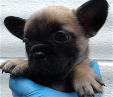 GIGI - Pomeranian / French Bulldog available for adoption